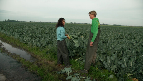 Hoe wordt broccoli geoogst?